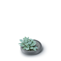 Maze_IDMZ240_wklad_S443_roslina.png