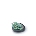 Maze_IDMZ240_wklad_S433_roslina.png